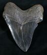 Nice Megalodon Tooth - Serrated #8311-2